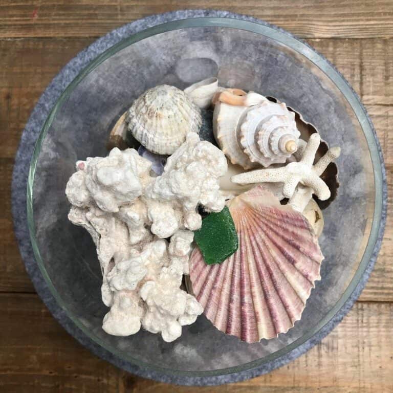 Ocean Shells. Beach Shells. Decor for Marine Aquariums, Interiors, Shell  Showcases. Shells for Home, Large Shells. 
